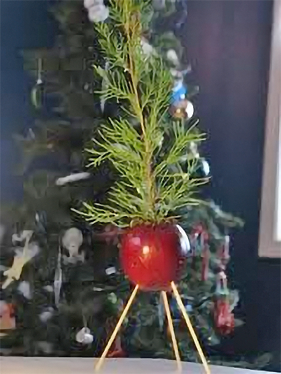 Apple stuck with evergreen sprigs, a Calennig or similar midwinter charm