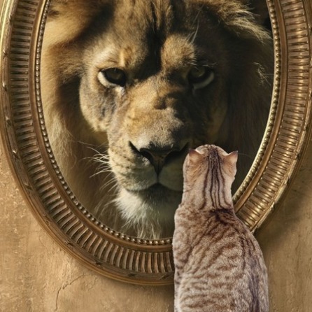 A cat looking into a mirror that reflects a lion.